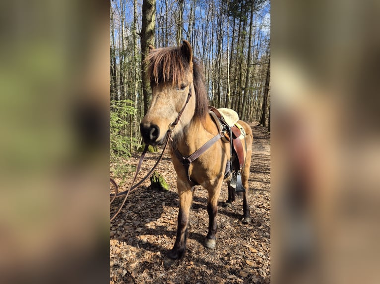 Islandpferd Stute 17 Jahre 131 cm Falbe in Bad Honnef
