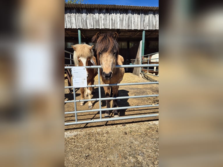 Islandpferd Stute 17 Jahre 131 cm Falbe in Bad Honnef