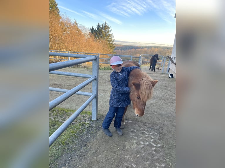 Islandpferd Stute 17 Jahre 135 cm Fuchs in Eisenberg
