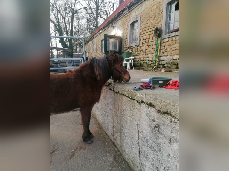 Islandpferd Stute 17 Jahre 135 cm Fuchs in Sch&#xF6;ppingen