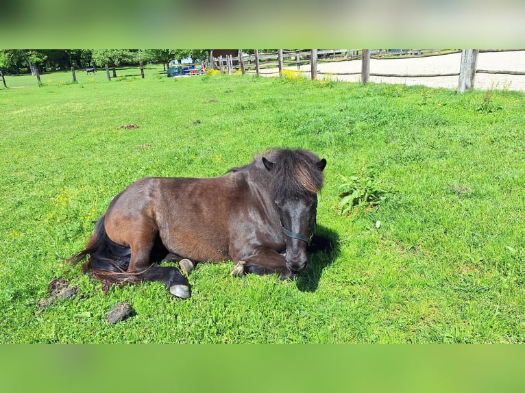Islandpferd Stute 17 Jahre 135 cm Rappe in Wolfsberg