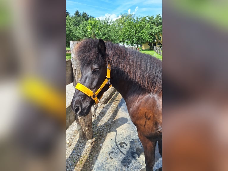 Islandpferd Stute 17 Jahre 135 cm Rappe in Wolfsberg