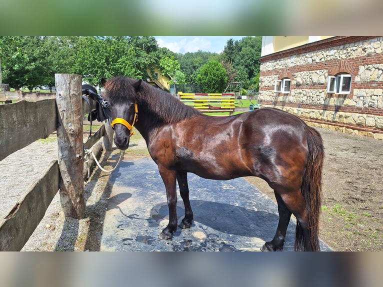 Islandpferd Stute 17 Jahre 135 cm Rappe in Wolfsberg