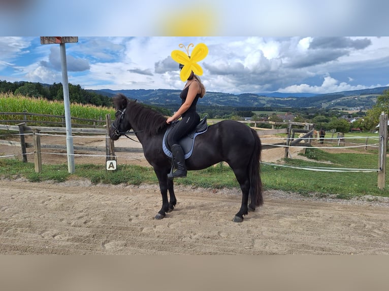 Islandpferd Stute 17 Jahre 135 cm Rappe in Wolfsberg