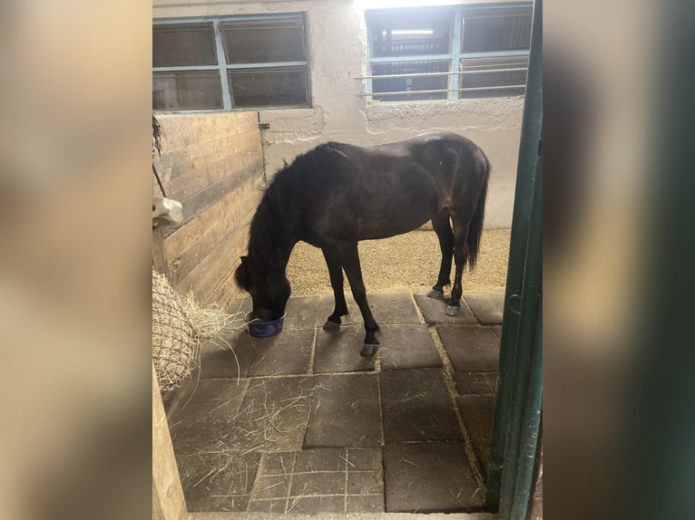 Islandpferd Stute 17 Jahre 136 cm Dunkelbrauner in Borchen