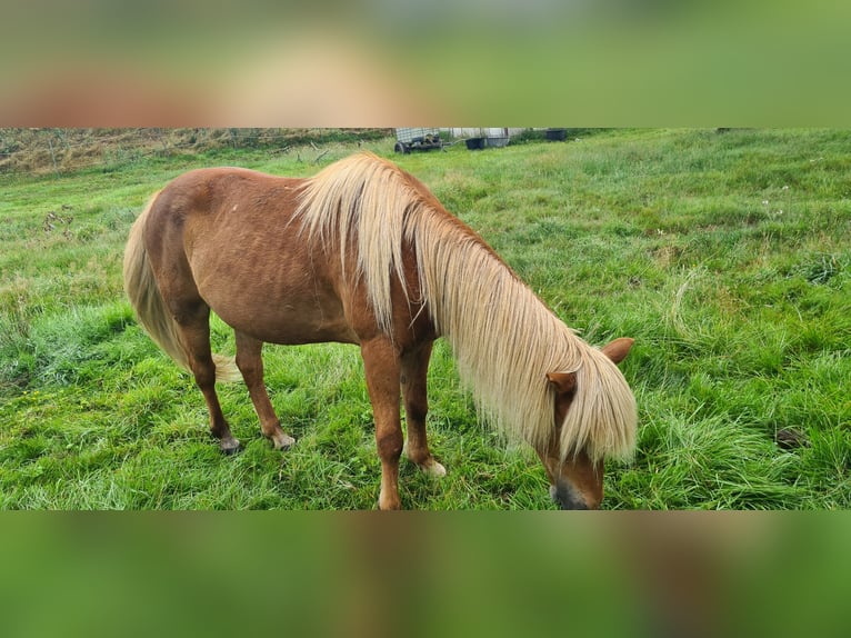 Islandpferd Stute 17 Jahre 137 cm Fuchs in Zerf