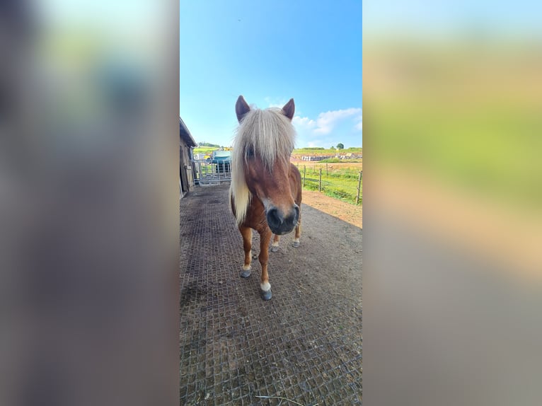 Islandpferd Stute 17 Jahre 137 cm Fuchs in Zerf