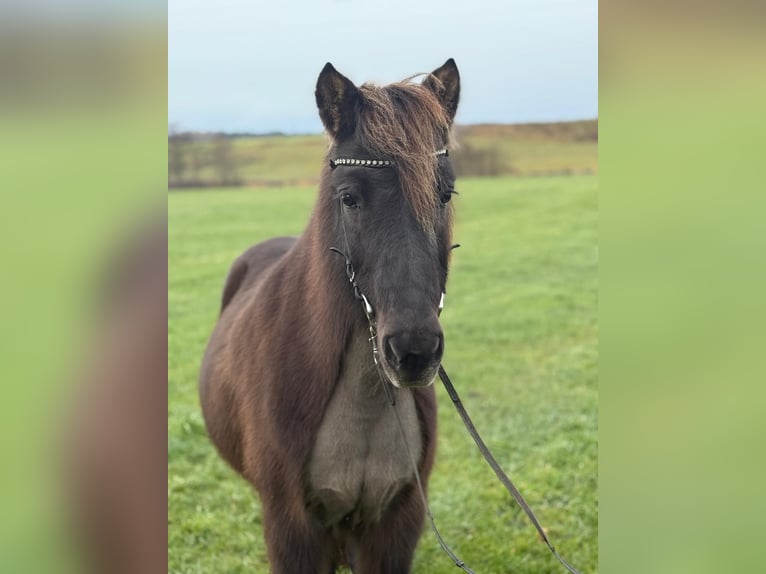 Islandpferd Stute 17 Jahre 137 cm Rappe in Holzg&#xFC;nz
