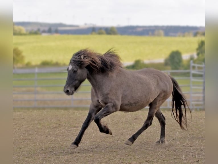 Islandpferd Stute 17 Jahre 138 cm Falbe in Dintesheim