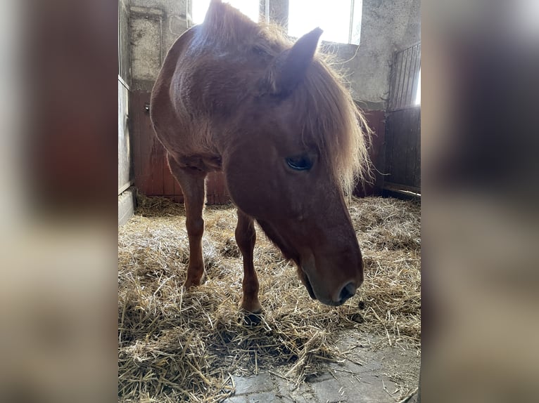 Islandpferd Stute 17 Jahre 138 cm Fuchs in Osnabrück