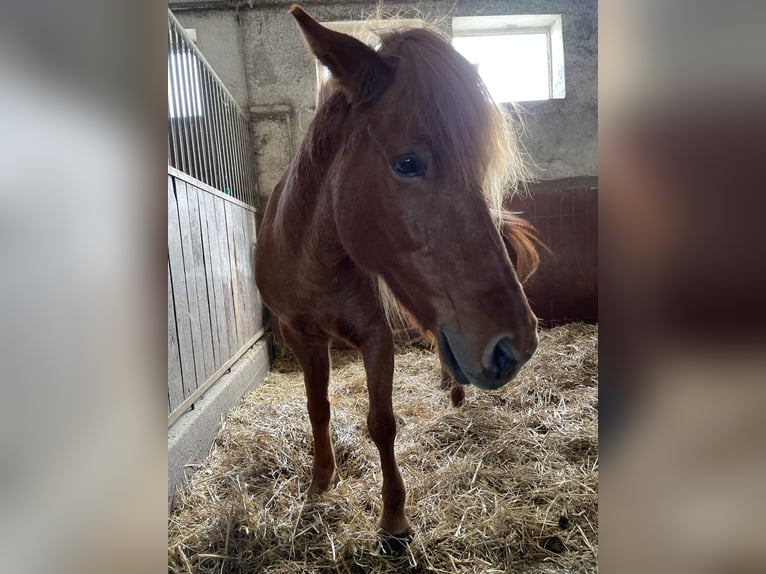 Islandpferd Stute 17 Jahre 138 cm Fuchs in Osnabrück