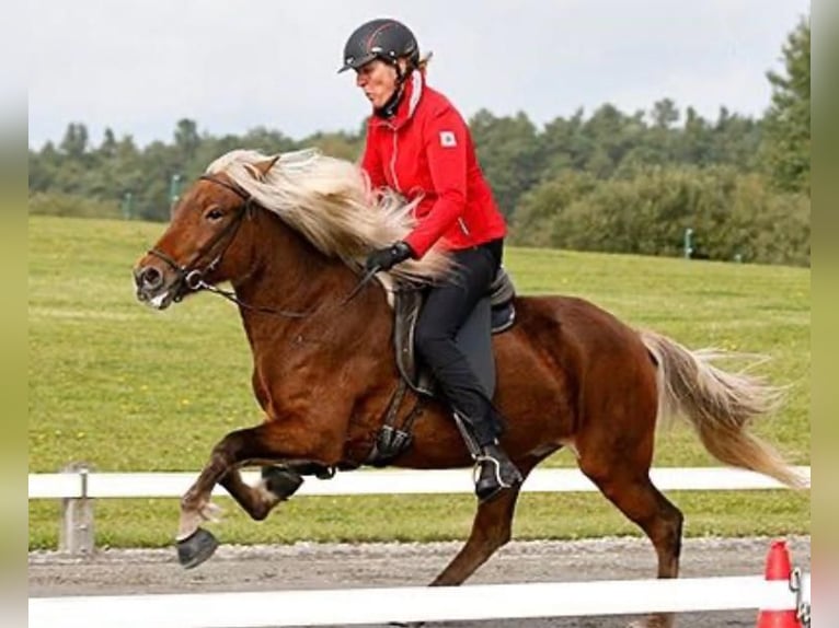 Islandpferd Stute 17 Jahre 138 cm  in Lehmrade