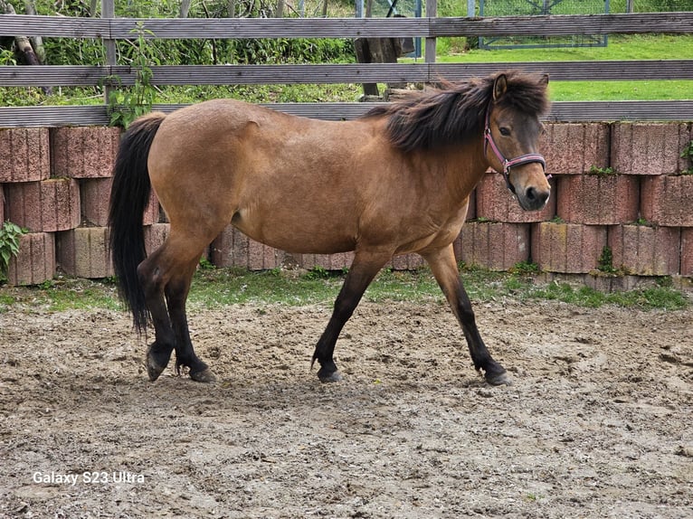 Islandpferd Stute 17 Jahre 139 cm Brauner in Oberraden