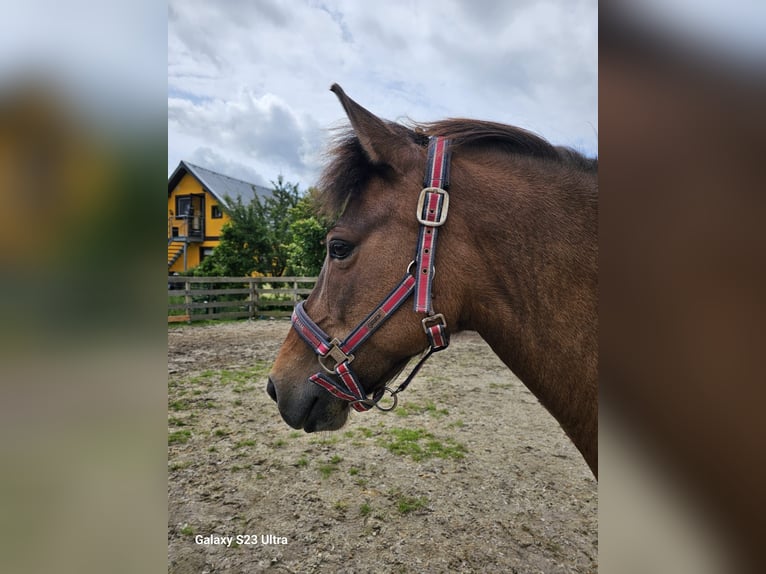 Islandpferd Stute 17 Jahre 139 cm Brauner in Oberraden