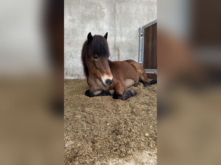Islandpferd Stute 17 Jahre 140 cm Brauner in Lengerich
