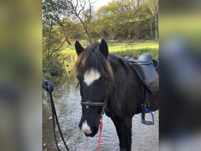 Islandpferd Stute 17 Jahre 140 cm Rappe in Bad Reichenhall