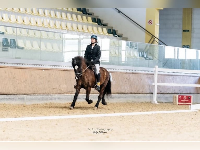 Islandpferd Stute 17 Jahre 140 cm Rappe in Bad Reichenhall