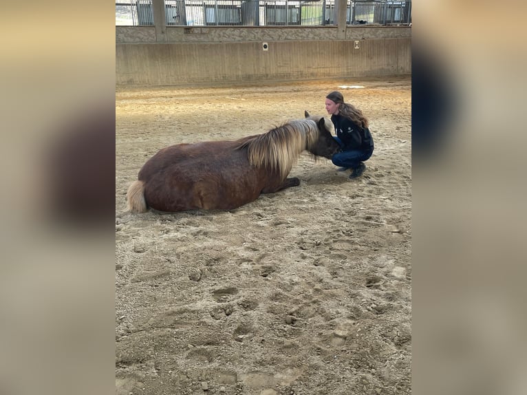 Islandpferd Stute 17 Jahre 145 cm  in Owingen