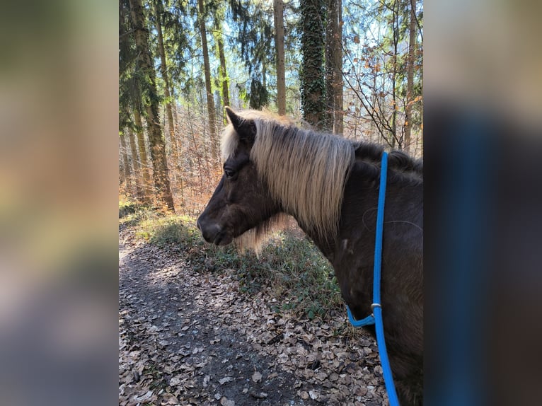 Islandpferd Stute 17 Jahre 145 cm  in Owingen