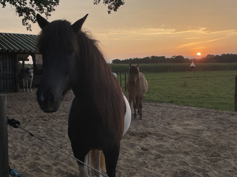 Islandpferd Stute 17 Jahre 145 cm in Anderlingen