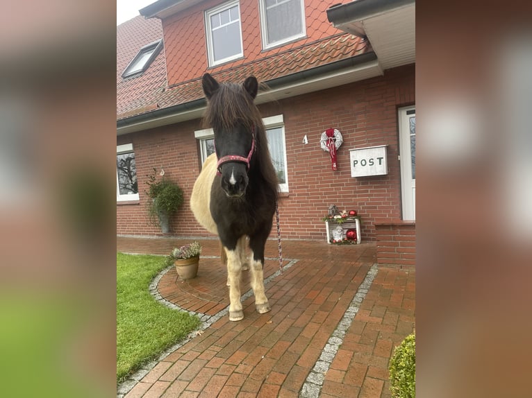 Islandpferd Stute 17 Jahre 145 cm in Anderlingen
