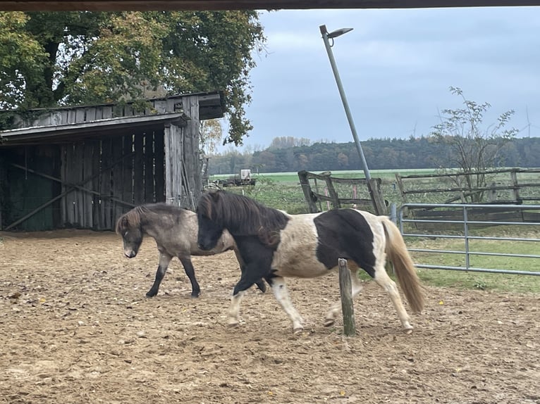 Islandpferd Stute 17 Jahre 145 cm Schecke in Anderlingen