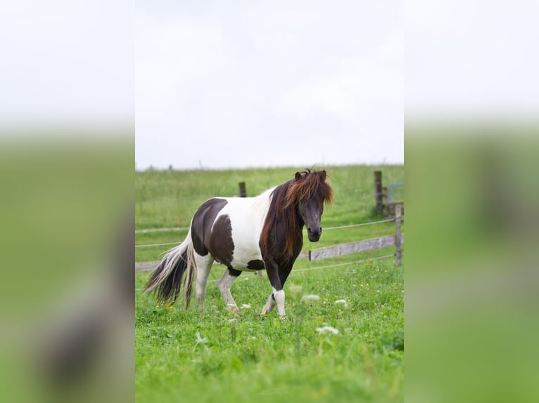 Islandpferd Stute 17 Jahre Schecke in Stra&#xDF;walchen