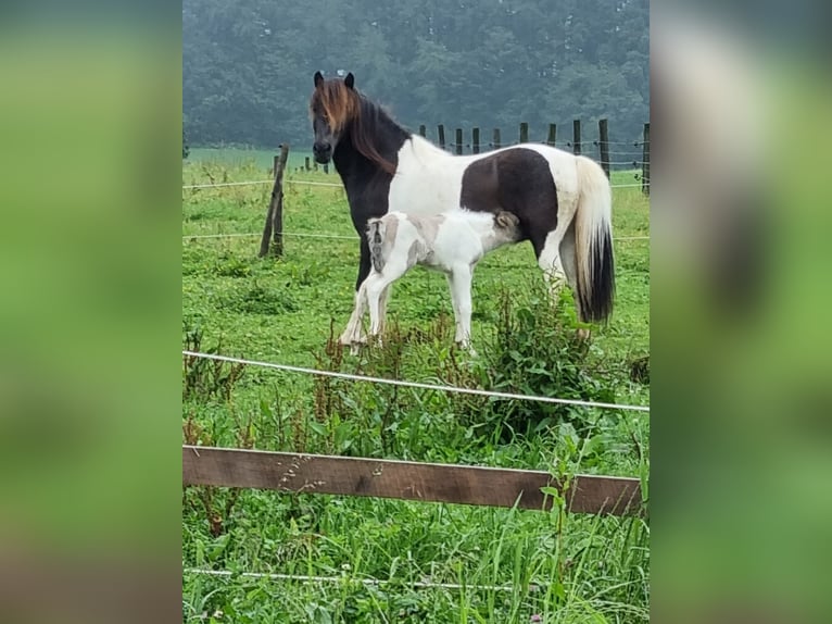 Islandpferd Stute 17 Jahre Schecke in Stra&#xDF;walchen