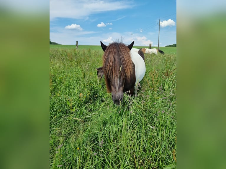 Islandpferd Stute 17 Jahre Schecke in Stra&#xDF;walchen
