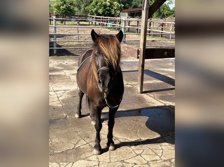 Islandpferd Stute 18 Jahre 135 cm Rappe in Trebbin