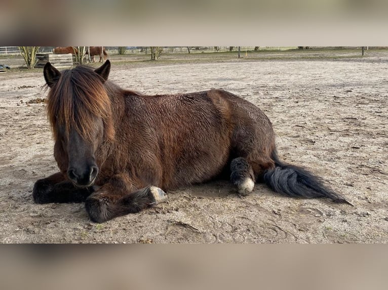 Islandpferd Stute 18 Jahre 135 cm Rappe in Trebbin