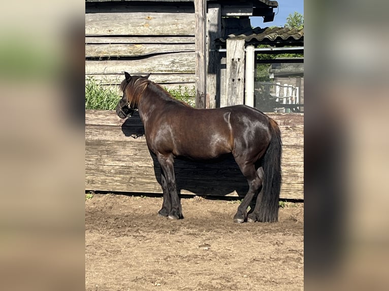 Islandpferd Stute 18 Jahre 135 cm Rappe in Trebbin