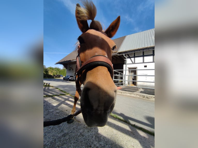 Islandpferd Stute 18 Jahre 137 cm Fuchs in Meschede
