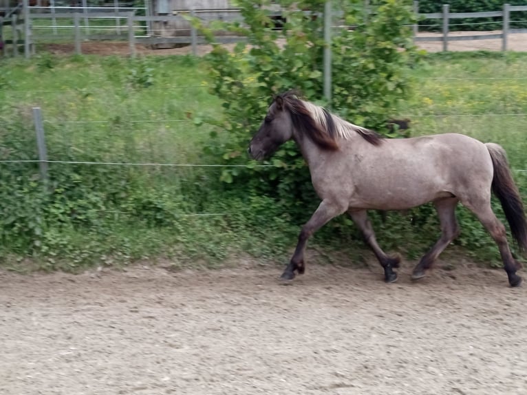 Islandpferd Stute 18 Jahre 138 cm Falbe in Bad Honnef
