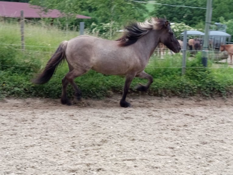 Islandpferd Stute 18 Jahre 138 cm Falbe in Bad Honnef