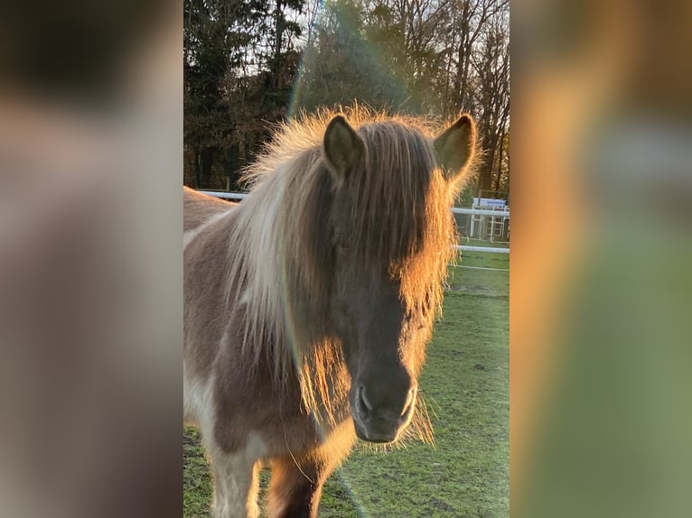 Islandpferd Stute 18 Jahre 138 cm Falbe in Wardenburg