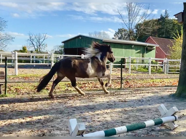 Islandpferd Stute 18 Jahre 138 cm Falbe in Wardenburg