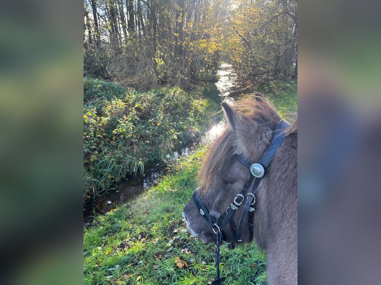 Islandpferd Stute 18 Jahre 138 cm Falbe in Wardenburg