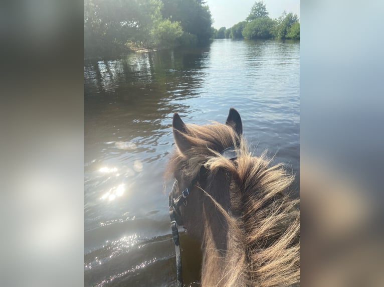 Islandpferd Stute 18 Jahre 138 cm Falbe in Wardenburg