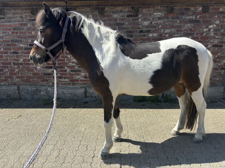 Islandpferd Stute 18 Jahre 138 cm Schecke in StraelenStraelen