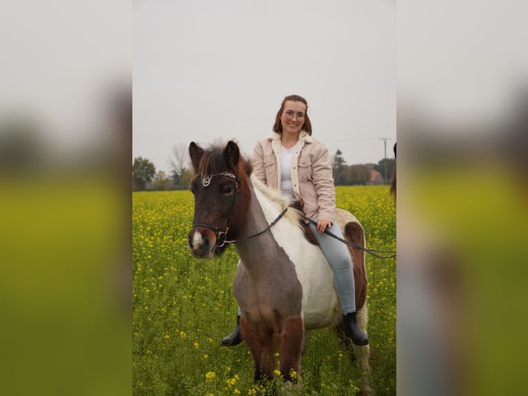 Islandpferd Stute 18 Jahre 138 cm Schecke in StraelenStraelen