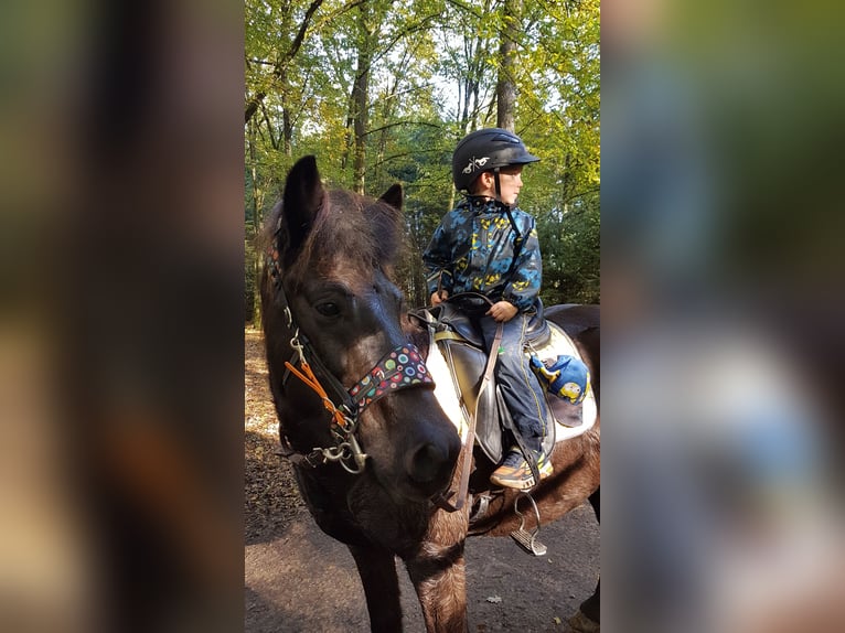 Islandpferd Stute 18 Jahre 140 cm Dunkelbrauner in Colmar-Berg