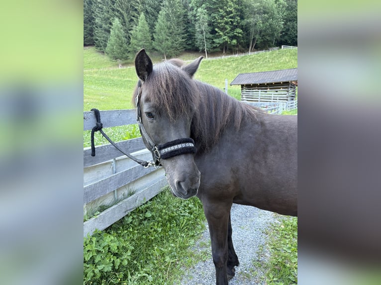 Islandpferd Stute 18 Jahre 140 cm Rappe in Zams