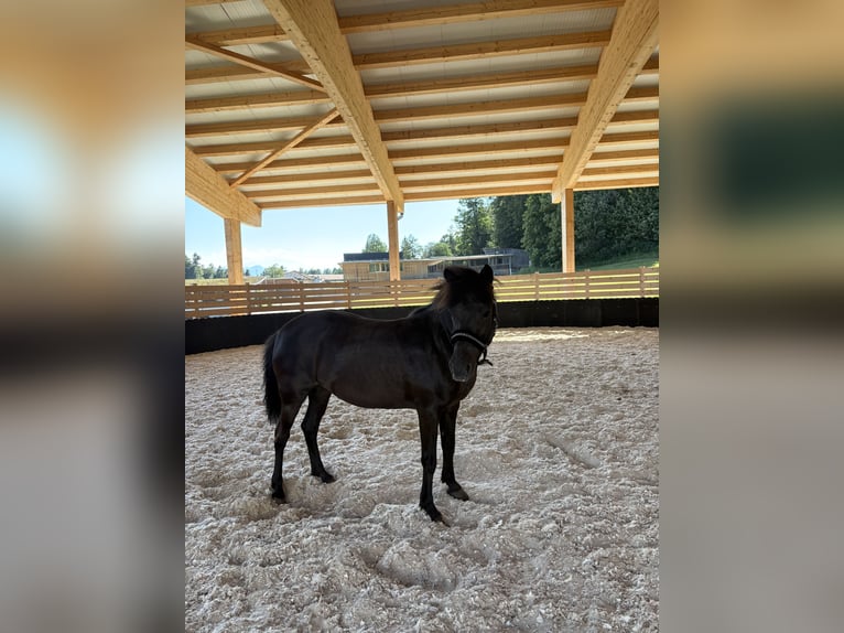 Islandpferd Stute 18 Jahre 140 cm Rappe in Zams