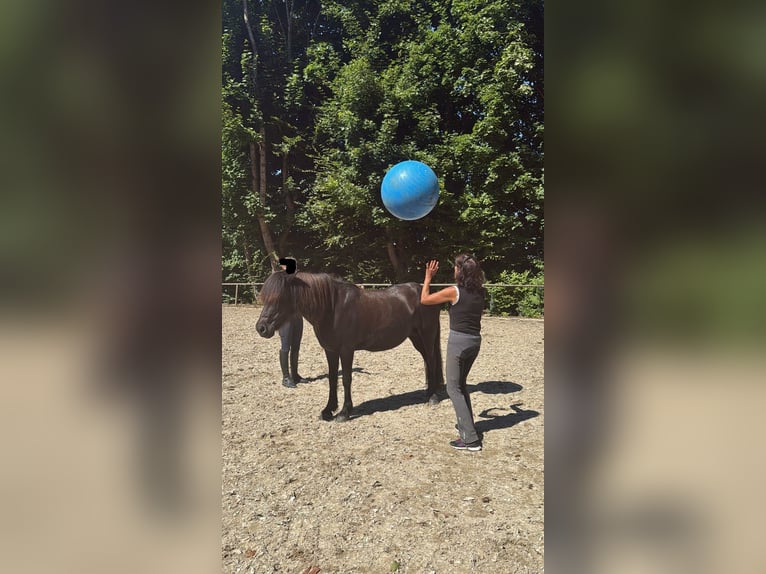 Islandpferd Stute 18 Jahre 142 cm Rappe in Holzgünz