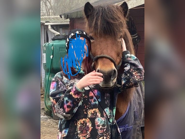 Islandpferd Stute 18 Jahre 144 cm Dunkelbrauner in Duisburg