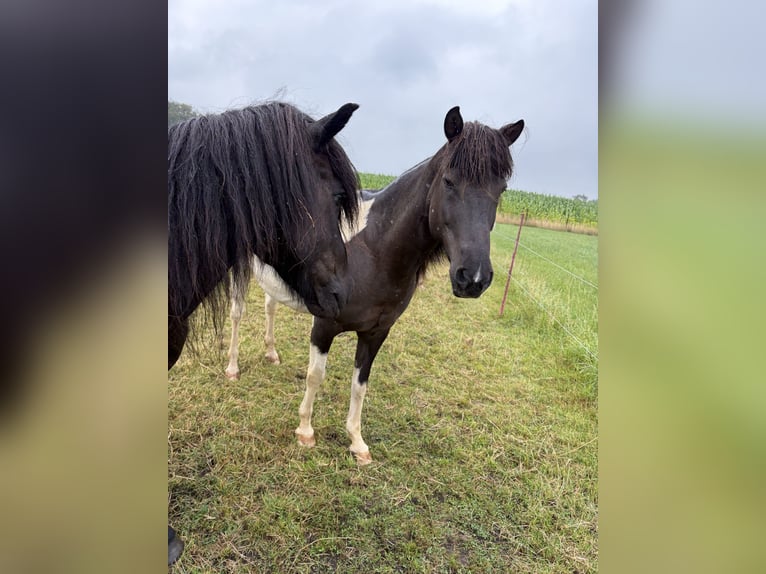 Islandpferd Stute 18 Jahre 145 cm Schecke in Anderlingen