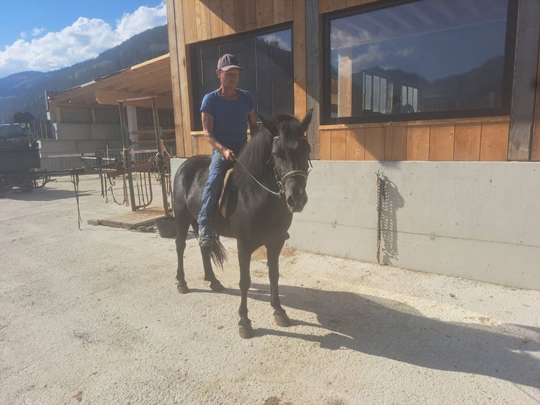 Islandpferd Stute 18 Jahre  in Obertilliach
