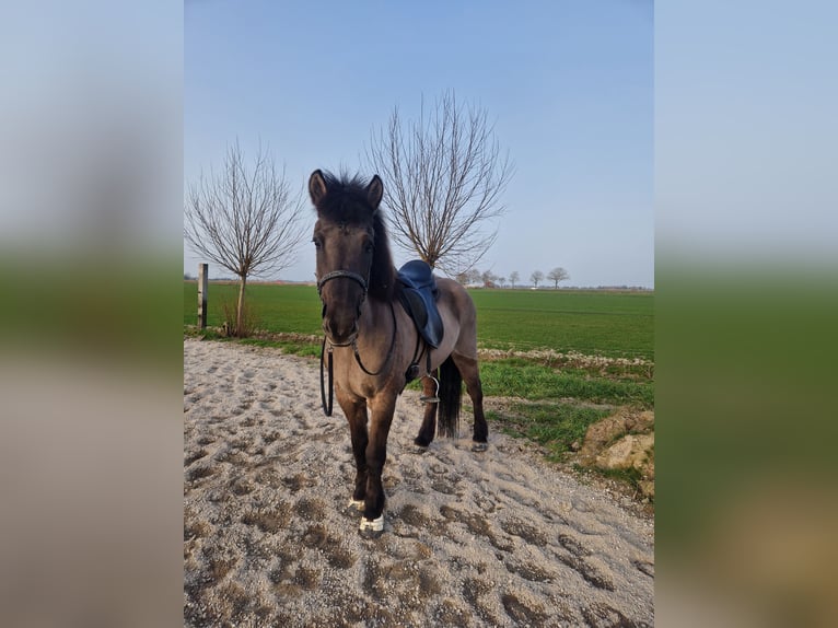 Islandpferd Stute 19 Jahre 135 cm Rappe in Eagum