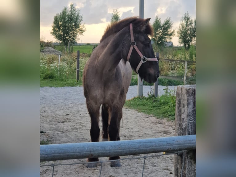 Islandpferd Stute 19 Jahre 135 cm Rappe in Eagum